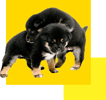 犬