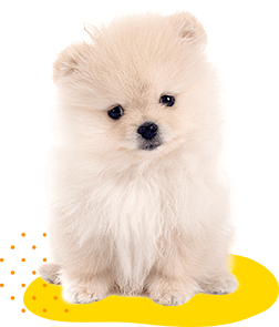 犬